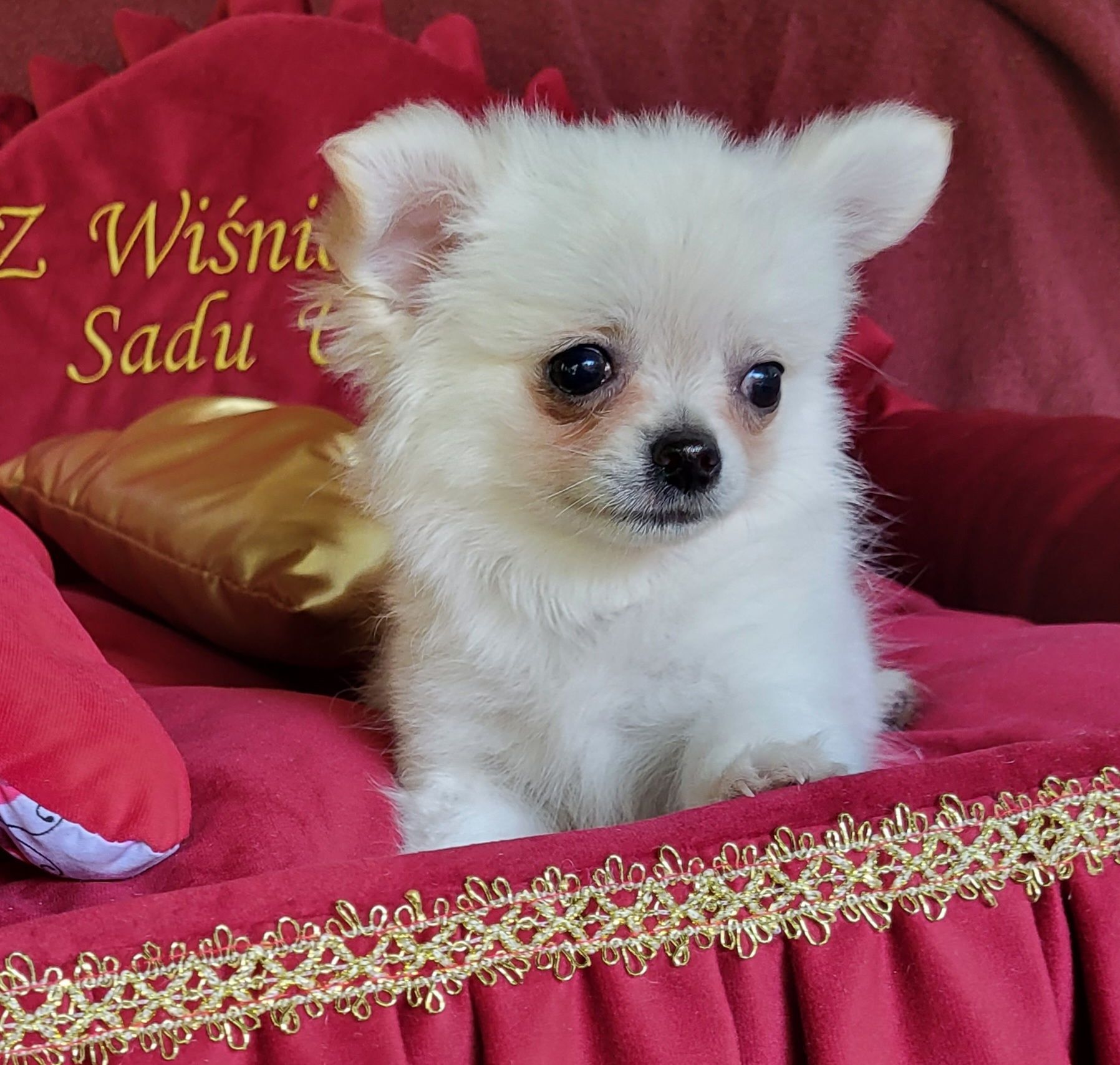 Chihuahua piesek