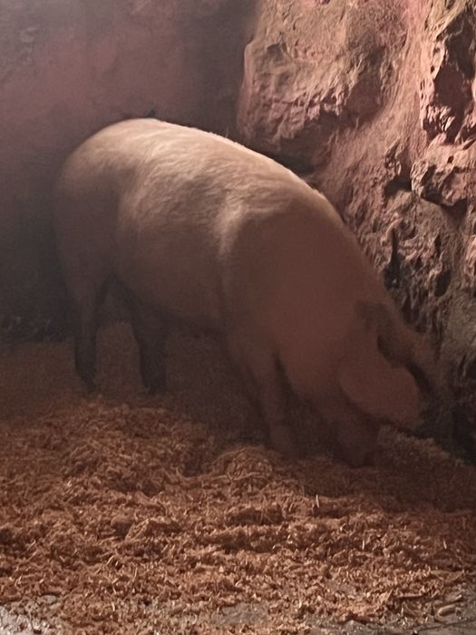 Porco bisaro criados ao natural