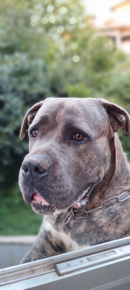 Cane corso macho para adoção (ver descrição)