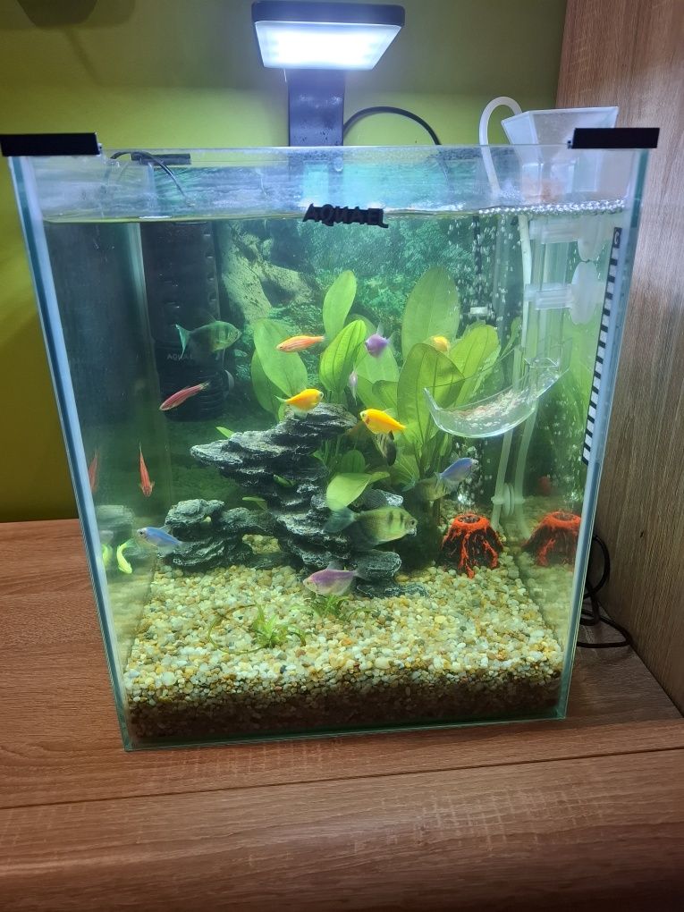 Akwarium 30x30 z wyposażeniem i życiem
