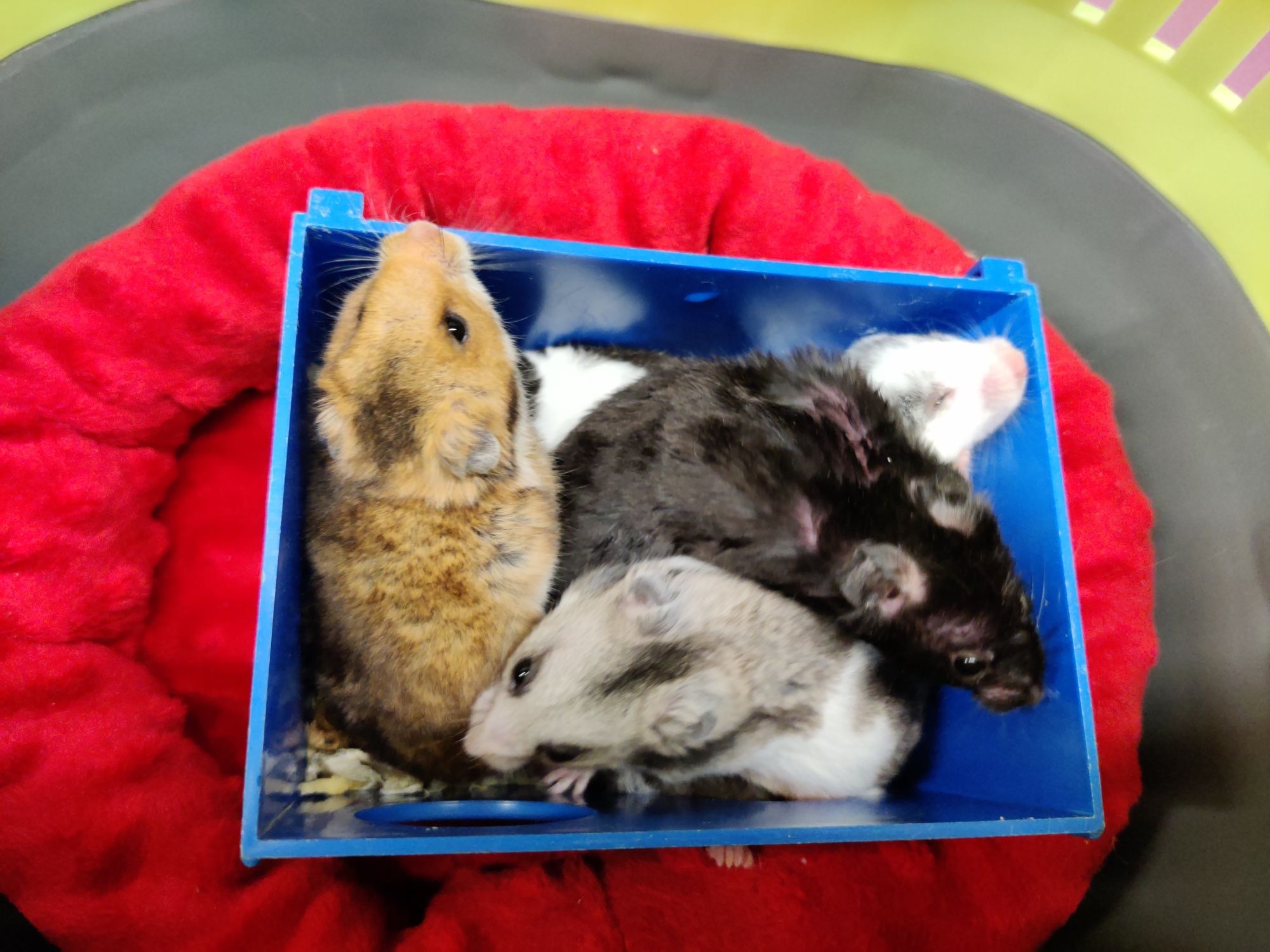 Chomiki syryjskie rożne kolory Łódź Sklep zoologiczny