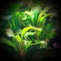 Bucephalandra velvet green, akwarium, rośliny akwariowe, akwarystyka