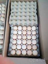 яйце для інкубації оптом