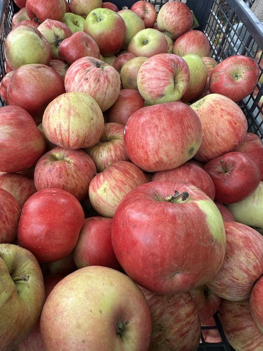 Jabłka Grawszynek Champion Ekologiczne James Grive