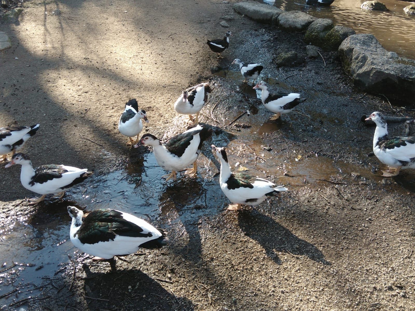 Vende-se Patos Mudos Caseiros