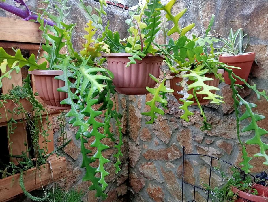 Planta natural espinha-de-peixe Branca/Vermelha