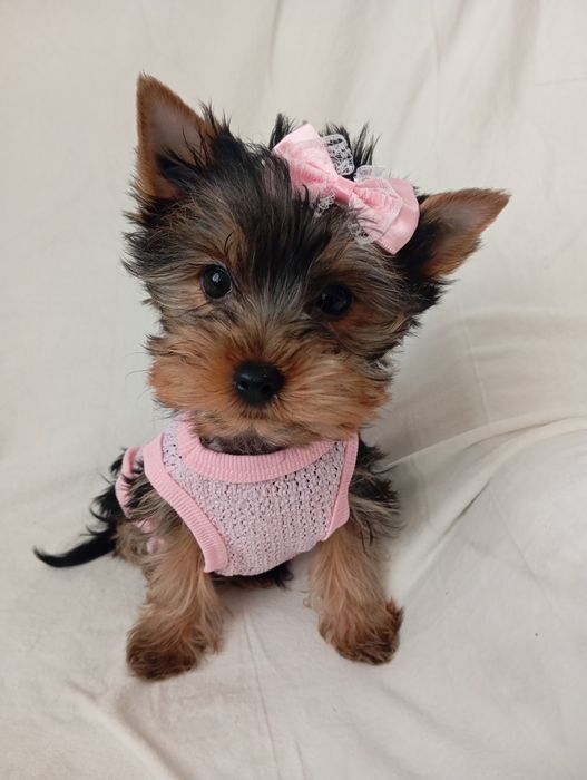 Чистокровні дівчатка йорочки