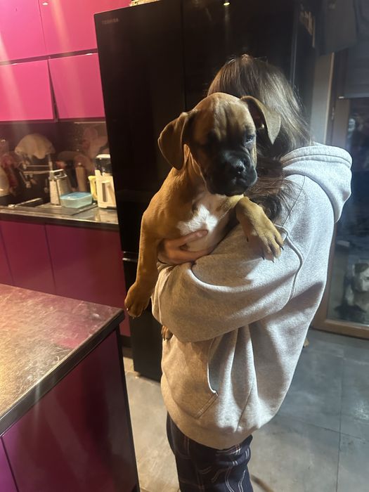 Sprzedam szczeniaka boksera pieska nr.2