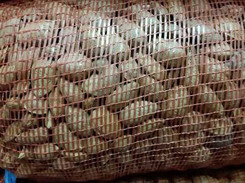 Amêndoa - Produtos Agrícolas Caseiros, Produção Própria