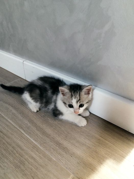 Грайливі кошенята