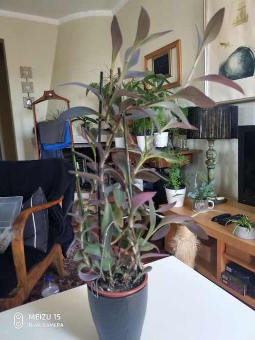 Planta natural,vaso com 6 pés