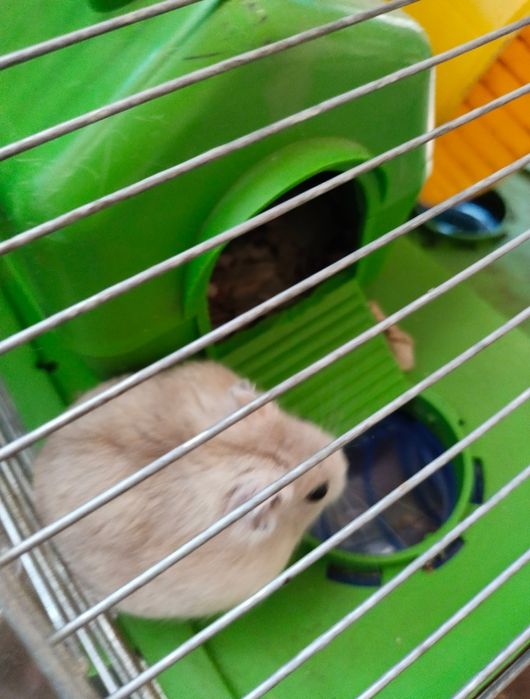 Хом'як  хом'ячок