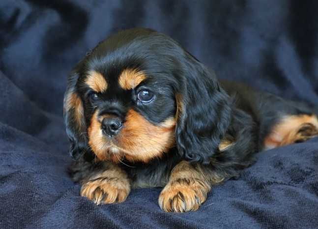 Cavalier King Charles Spaniel - ZKwP FCI - SUCZKA