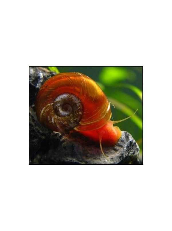 Caracóis Planorbis Corneus Red