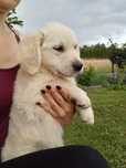 Suczka golden retriever
