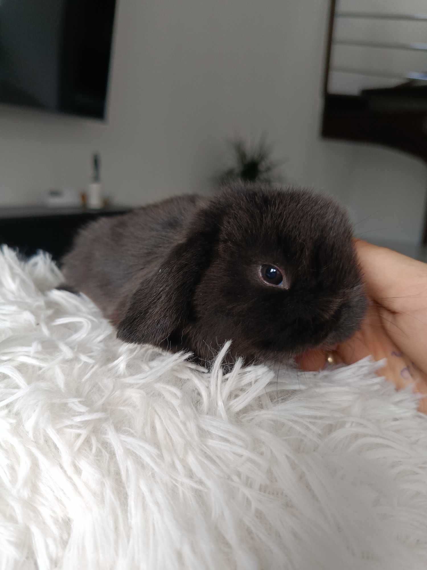 Mini lop karzełek Teddy hodowla zarejestrowana