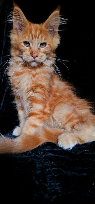 Рыжий мальчик мейн кун