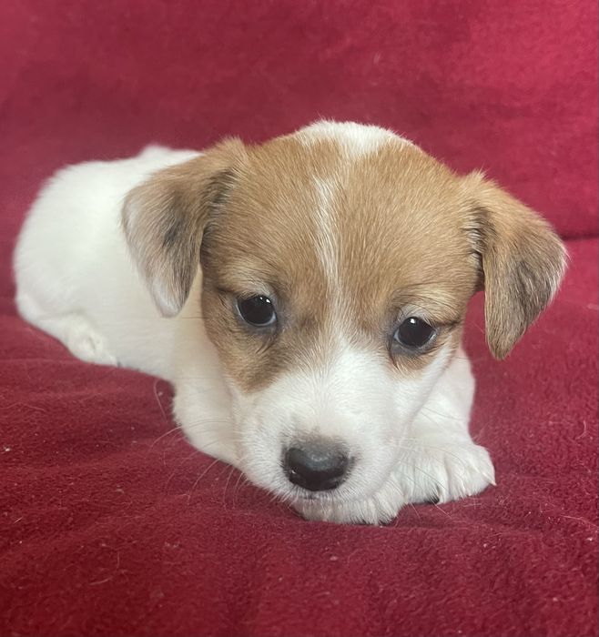 Цуценя Джек Рассел терʼєр. Дівчинка