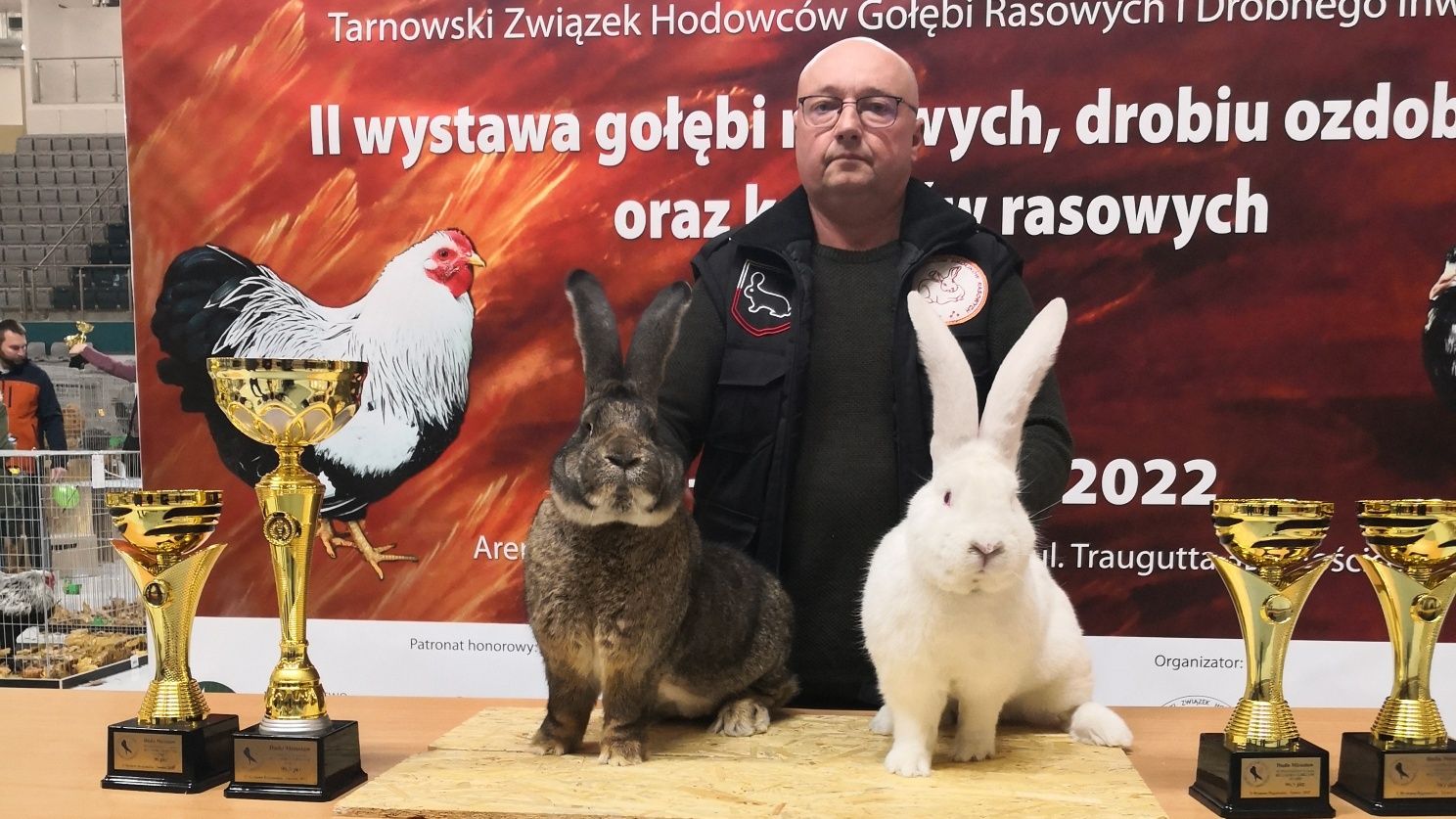 Belgijski Olbrzym