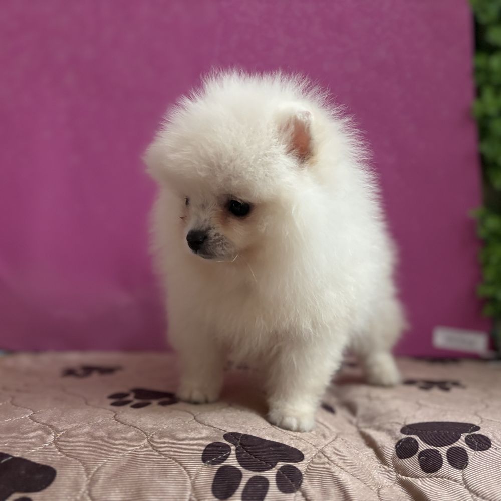 шикарний Ведмедик шоу класу