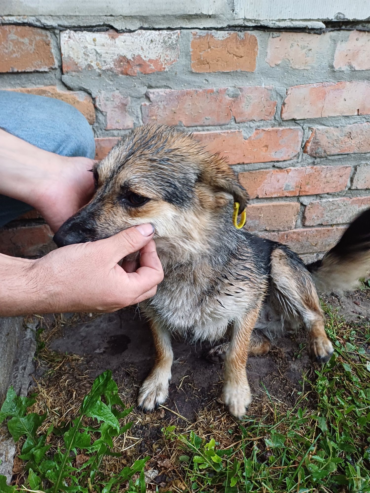 Віддамо в добрі руки собачку ,вік 4-5 років, стерелізована