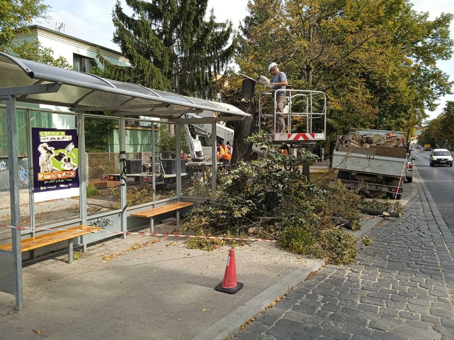 Wycinka pielęgnacja drzew ściąganie jemioły usuwanie posuszu podnośnik