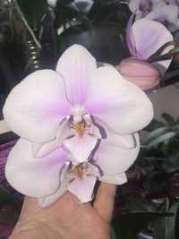 Орхідея фаленопсис. Початок домашнього квітування