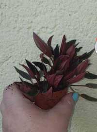 planta peperonia