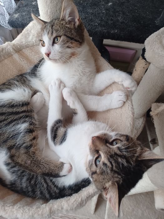 Kocurek I kotka do adopcji