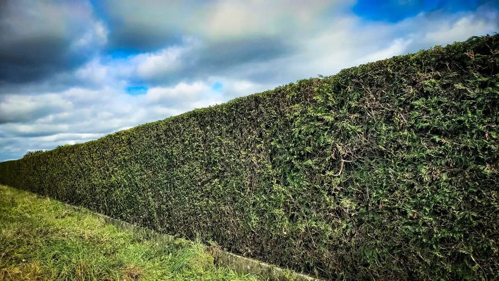 Empresa de jardinagem