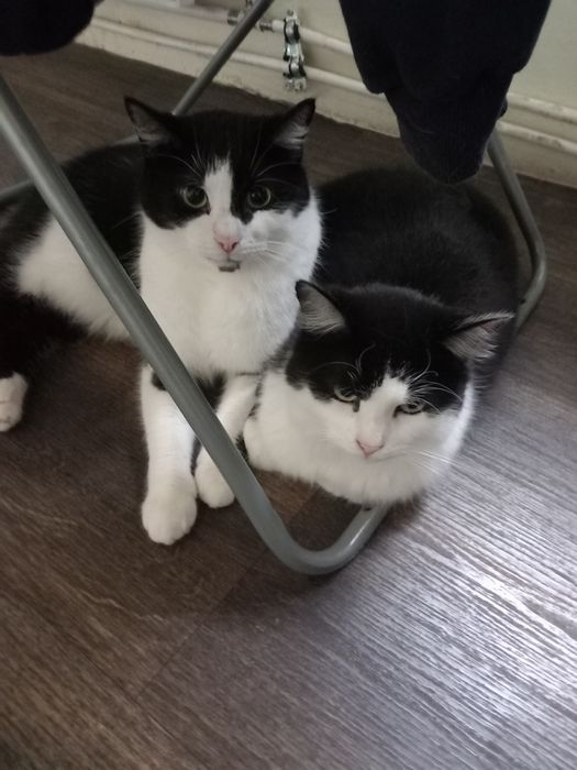 Rodzeństwo poleca się do adopcji