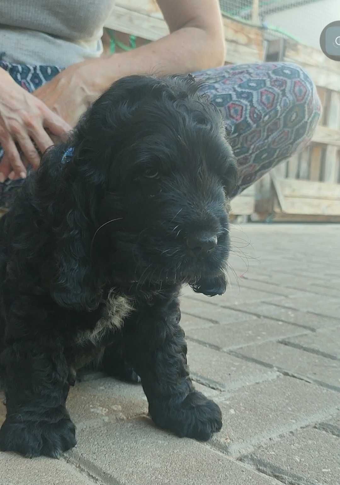Cocker spaniel preto macho