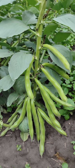 BÓB TOP BÓB TOPBOB nasiona bobu topbób ziarno 2025r nie bizon bachus