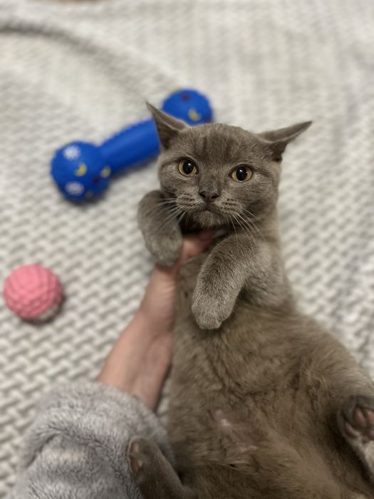 Kocurek brytyjski liliowy GOTOWY NA ODBIOR W KAZDEJ CHWILI