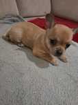 Szczeniak chihuahua