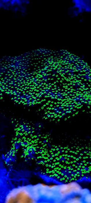 Akwarium morskie koral montipora fluo supermen