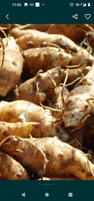 5kg topinambur albik