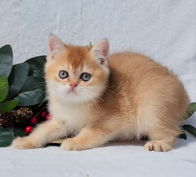 Шотландська золота шиншила