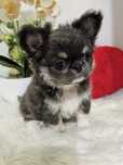 Chihuahua długowłosa