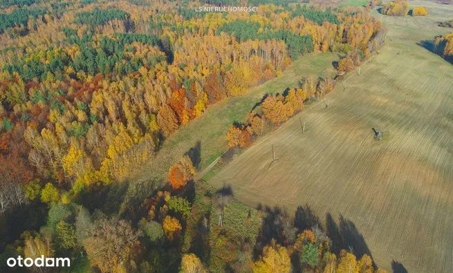 Dzialka rekreacyjno budowlana jezioro las cisza spokoj ze sciana lasu