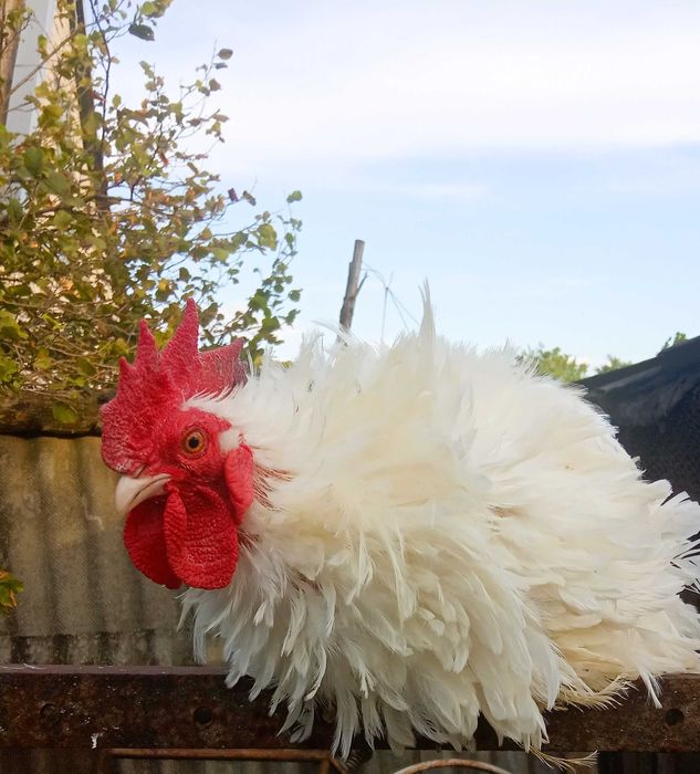 Продам карликових півників