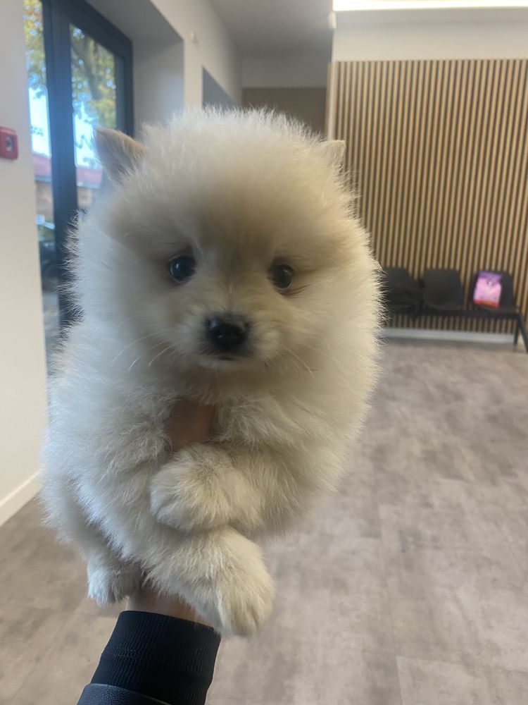 Pomeranian szpic miniaturowy gotowy do odbioru