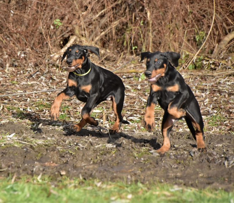 Doberman dobermany FCI rewelacyjny piesek przyjaciel rodziny