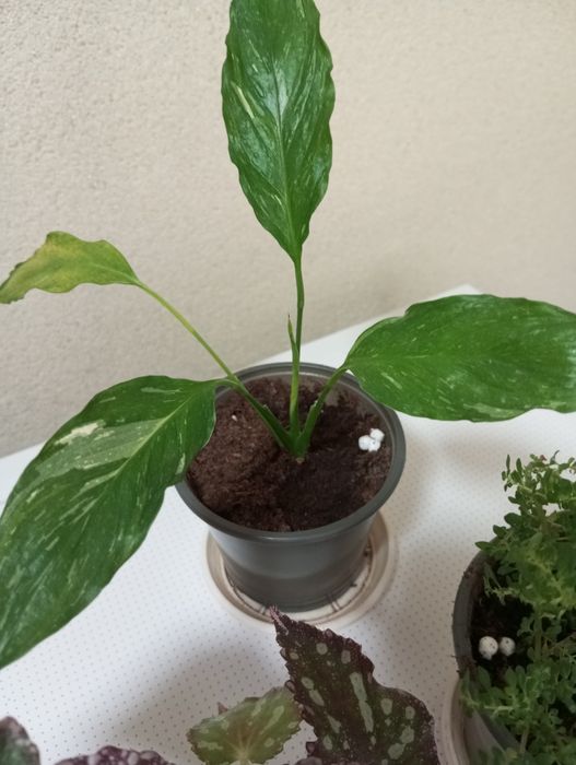 Кімнатні рослини набір спатифілум варієгатний, бегонія Фламенко,пілея