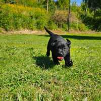 Labrador Retriever Preto com LOP e Afixo