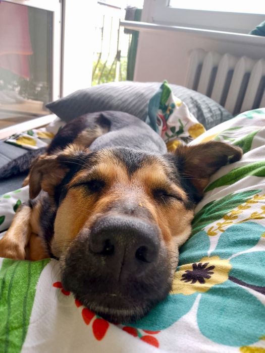 SPAJKY do adopcji