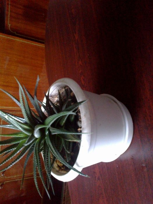 Кактус суккуленты Харвотия разных размеров. Уникален