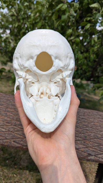 Череп 3D модель з пластику