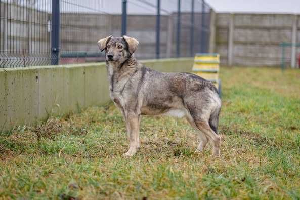 Porzucony nieduży Kasjan szuka spokojnego domku