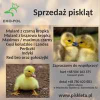 pekiny, mulardy, maksimusy, perliczki, brojlery czerwone